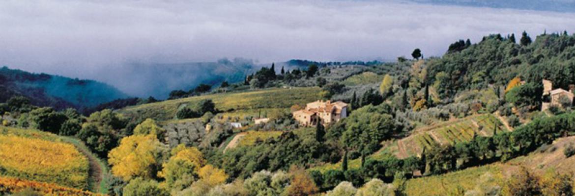 Castellare vineyard