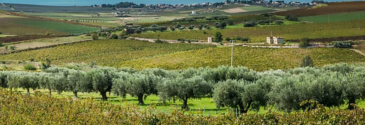 animaetnea estate website image