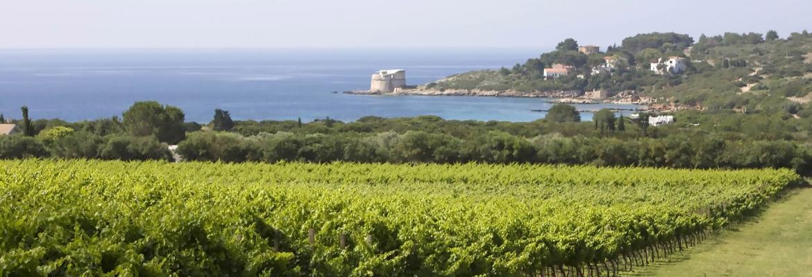 cantina Santa Maria La Palma website image