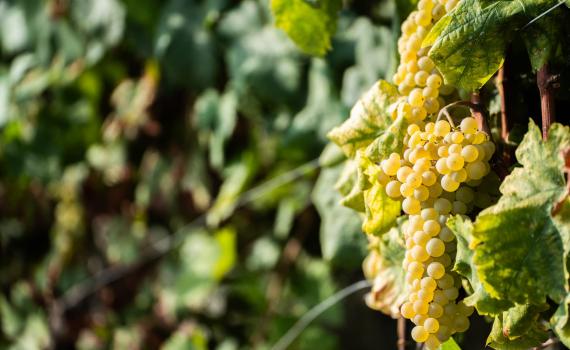 Wines Costa delle Parracine website image