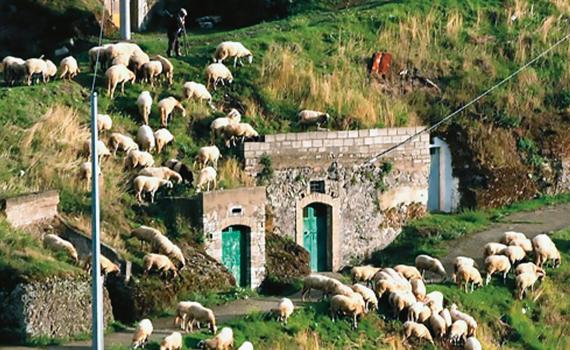 basilisco estate website image 2